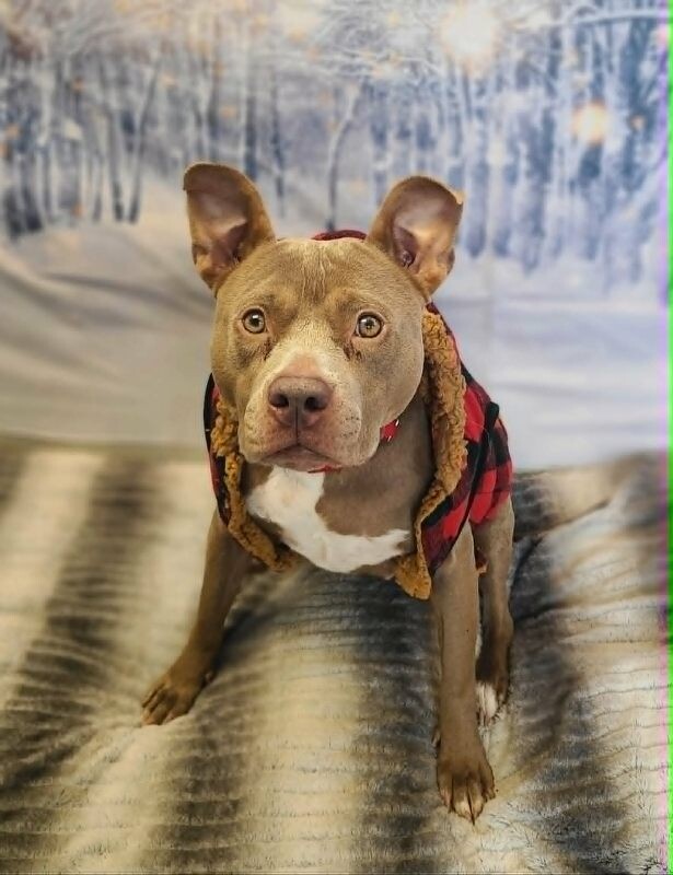 Picture of the Animal Listed